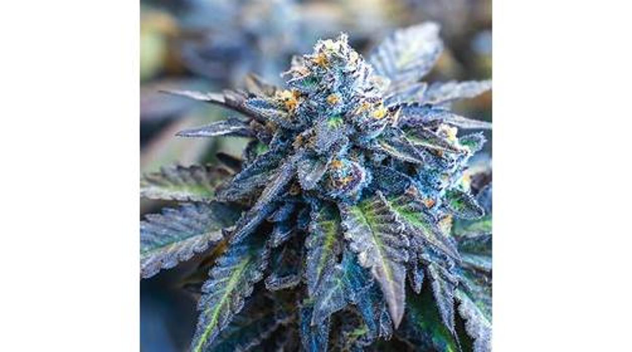 NuVue Pharma Dispensary Pueblo East - Pueblo, CO