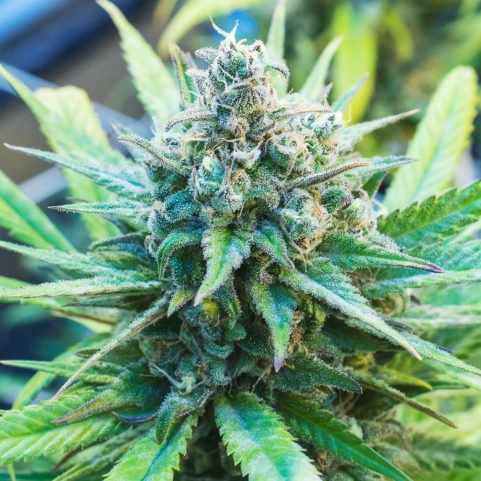 NuVue Pharma Dispensary Pueblo East - Pueblo, CO
