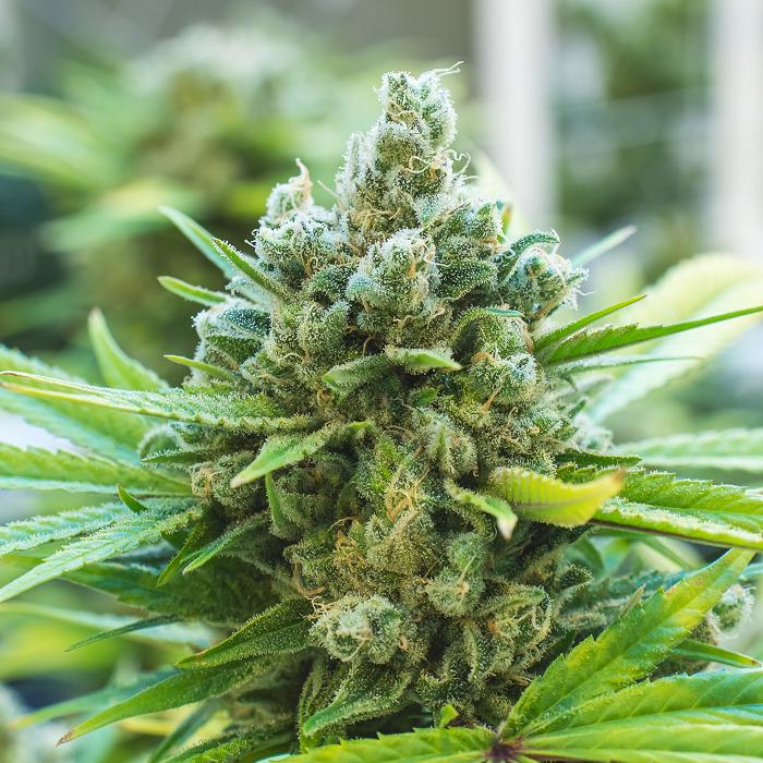 NuVue Pharma Dispensary Pueblo East - Pueblo, CO