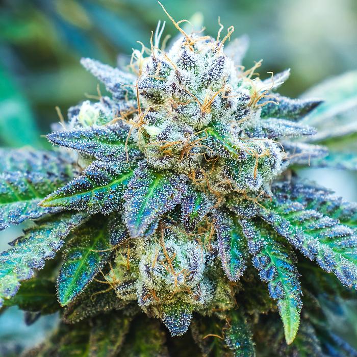 NuVue Pharma Dispensary Pueblo East - Pueblo, CO