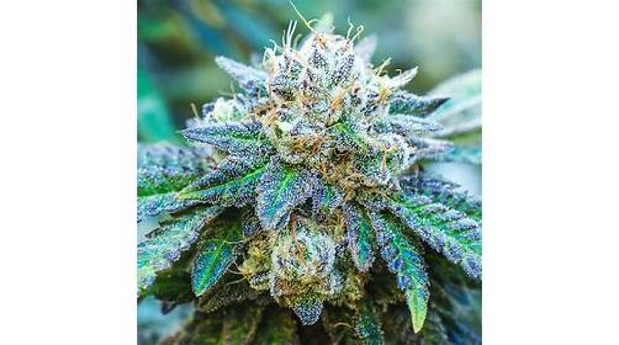 NuVue Pharma Dispensary Pueblo East - Pueblo, CO