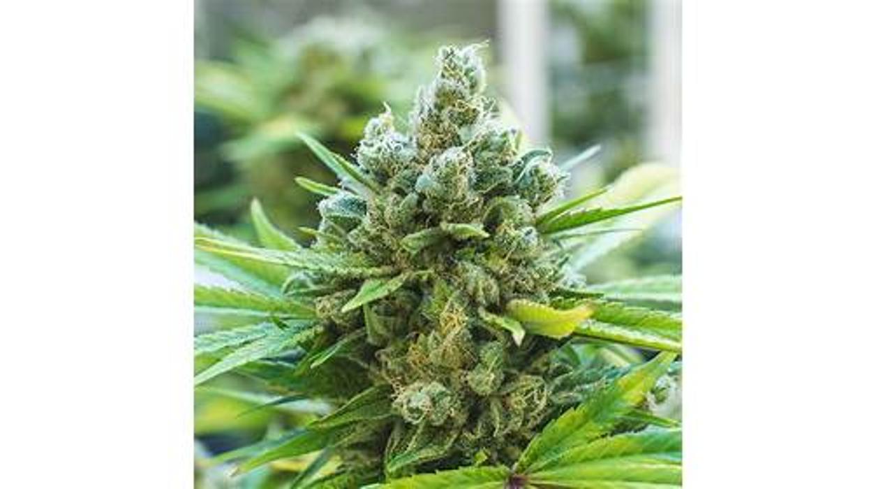 NuVue Pharma Dispensary Pueblo East - Pueblo, CO