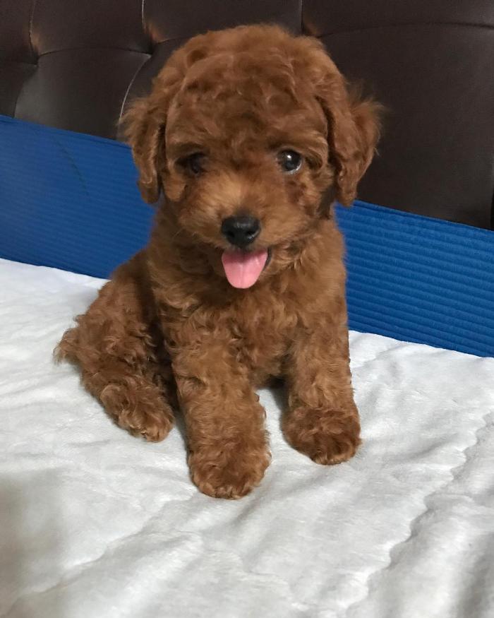 Vellan poodles - Columbia, MO