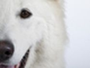 Les Terres D'azade Pension chiens et chat chenil, pension pour chiens et chats