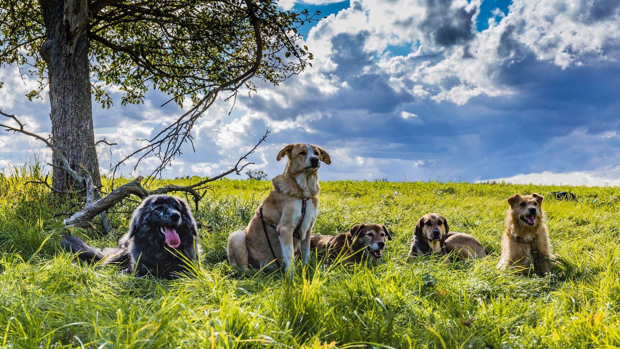 Wedel wedel Hundeschule, Neuhauser Straße in Stuttgart