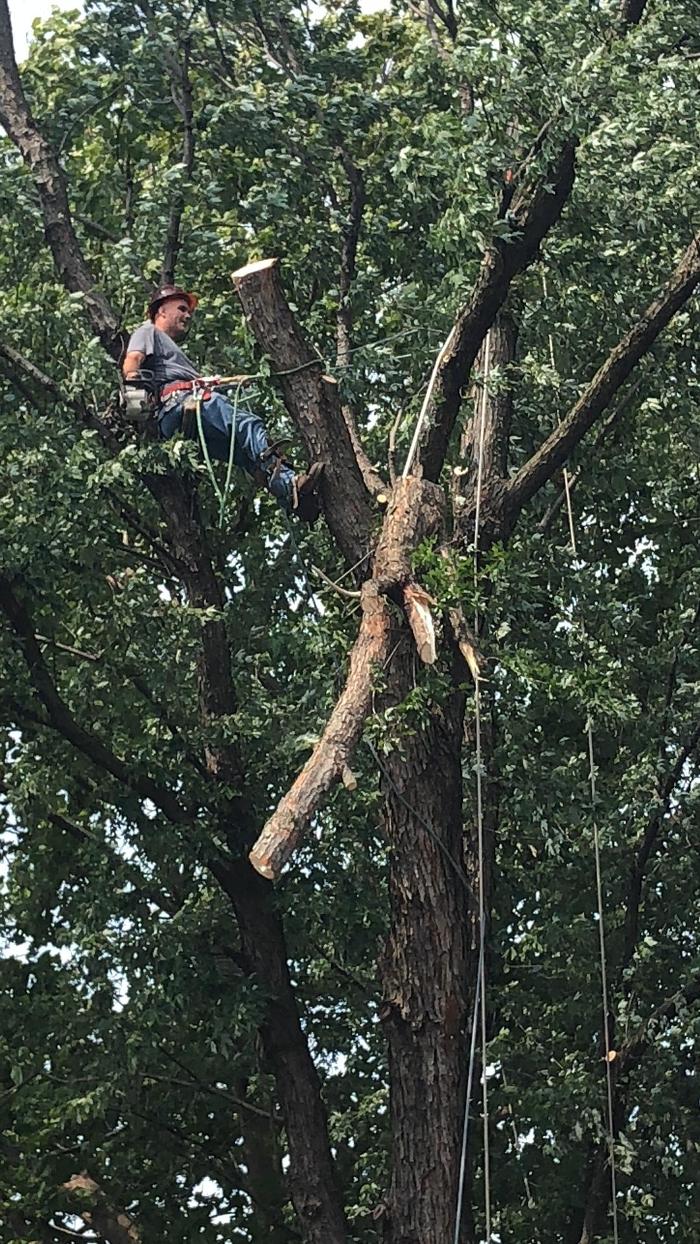 Affordable Moore's Tree Services LLC - Lees Summit, MO
