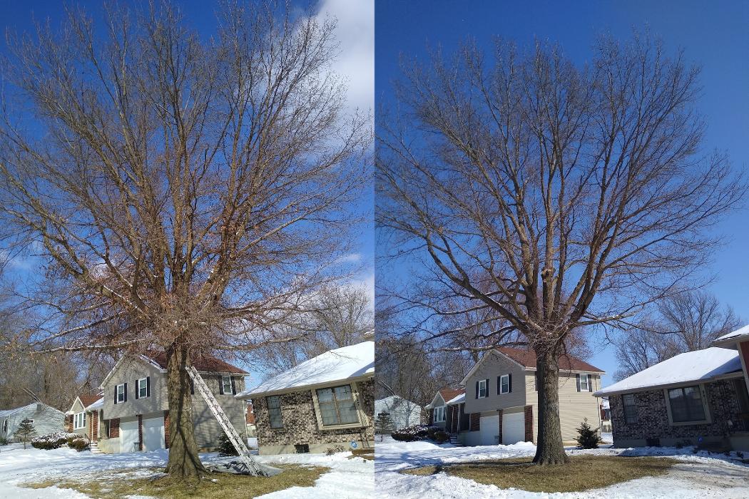 Affordable Moore's Tree Services LLC - Lees Summit, MO