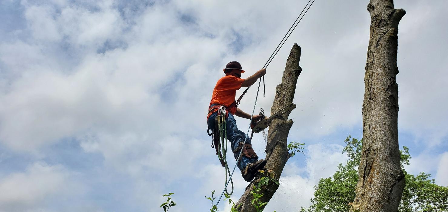 Affordable Moore's Tree Services LLC - Lees Summit, MO