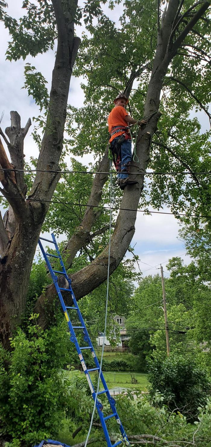 Affordable Moore's Tree Services LLC - Lees Summit, MO