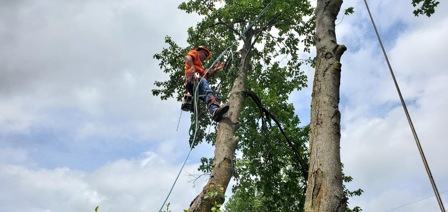 Affordable Moore's Tree Services LLC - Lees Summit, MO