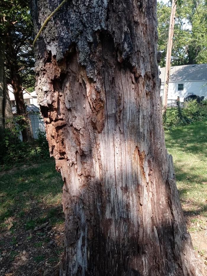 Affordable Moore's Tree Services LLC - Lees Summit, MO