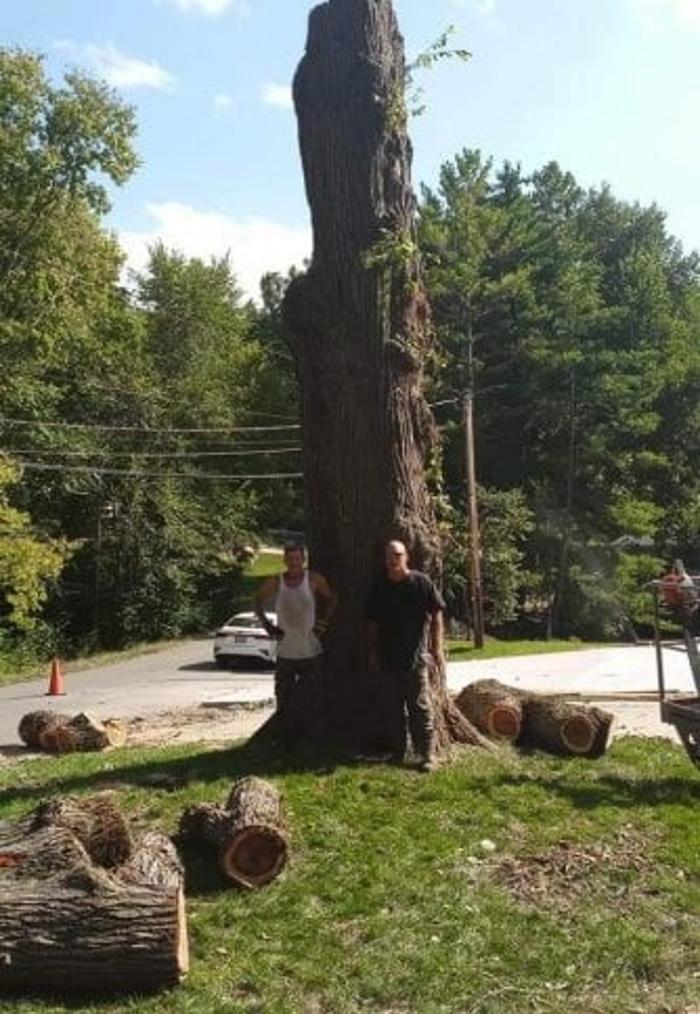 Affordable Moore's Tree Services LLC - Lees Summit, MO