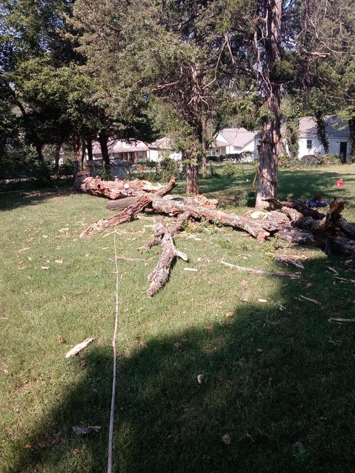 Affordable Moore's Tree Services LLC - Lees Summit, MO