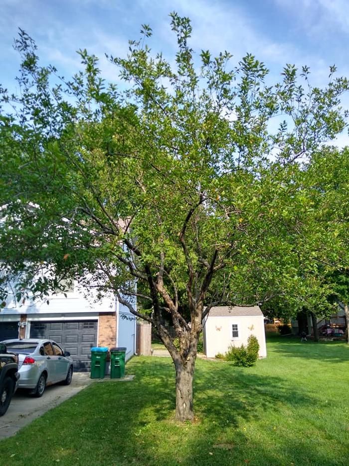 Affordable Moore's Tree Services LLC - Lees Summit, MO
