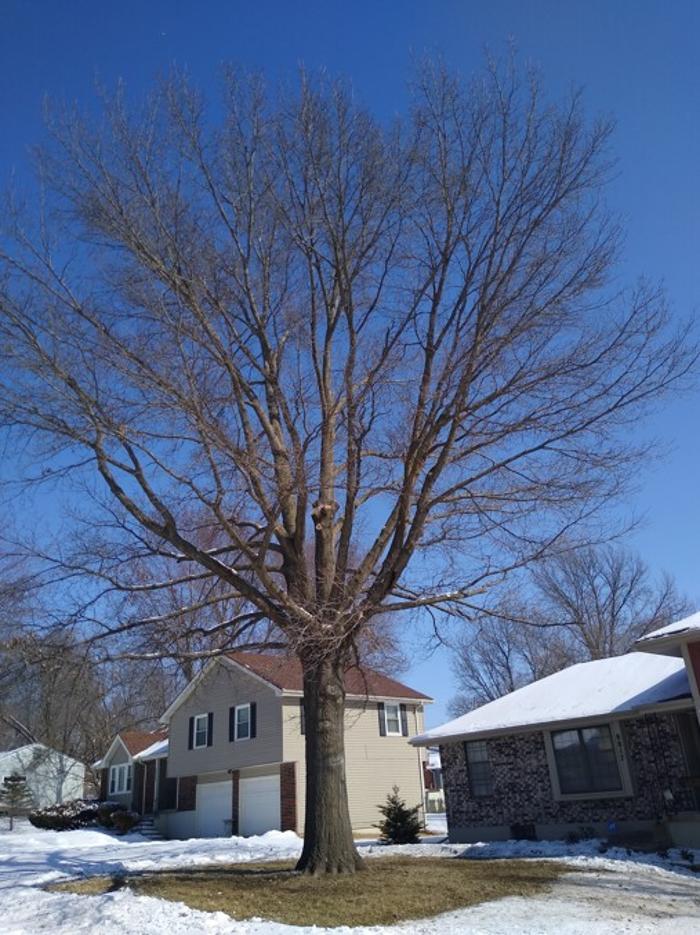 Affordable Moore's Tree Services LLC - Lees Summit, MO
