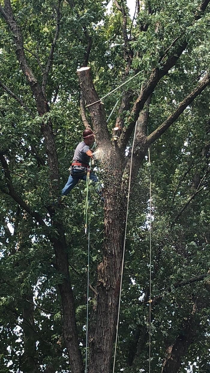 Affordable Moore's Tree Services LLC - Lees Summit, MO