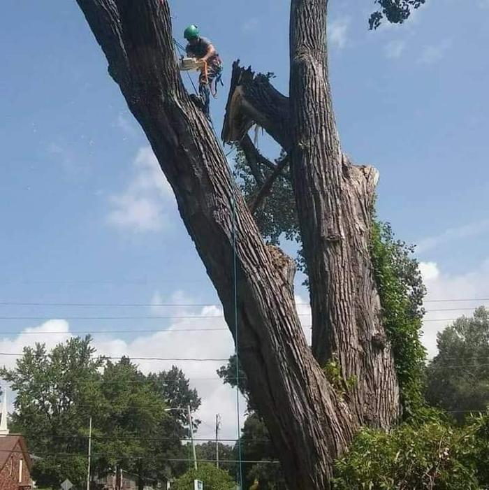 Affordable Moore's Tree Services LLC - Lees Summit, MO