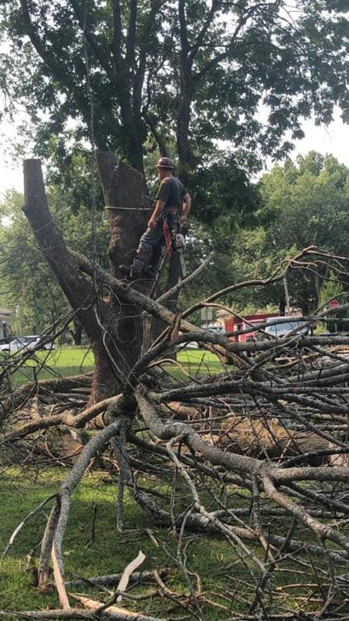 Affordable Moore's Tree Services LLC - Lees Summit, MO