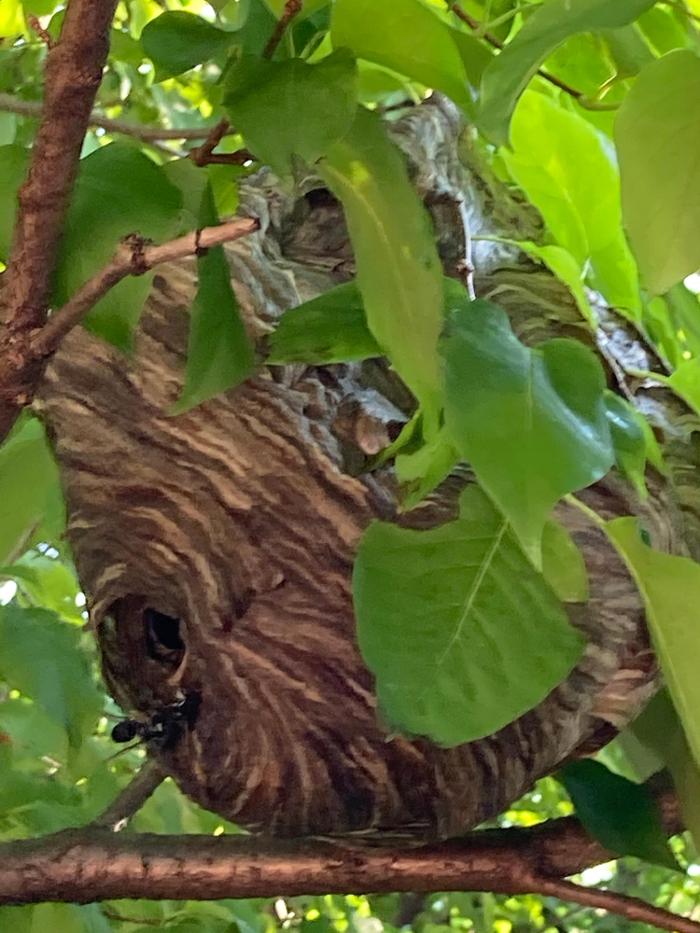 ELEET Pest Elimination - Oswego, IL