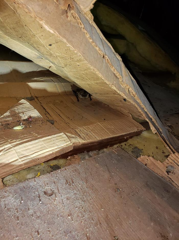 Pest Patrol Inc - Johnston, RI