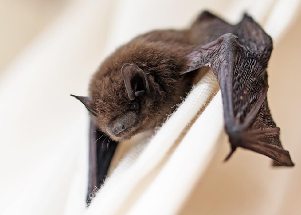 Pest Patrol Inc - Johnston, RI