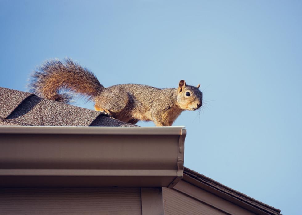 Pest Patrol Inc - Johnston, RI