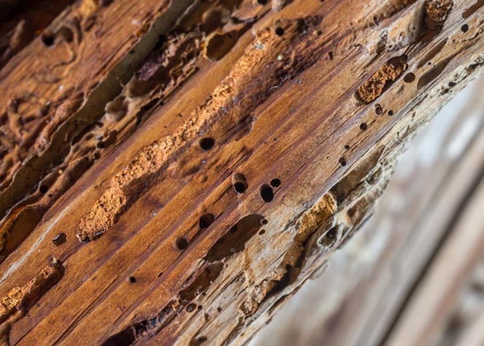 Pest Patrol Inc - Johnston, RI