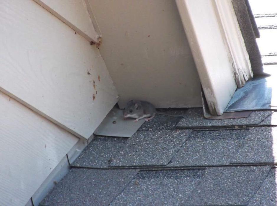 Pest Patrol Inc - Johnston, RI