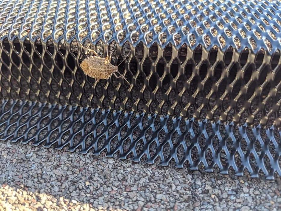 Pest Patrol Inc - Bristol, RI