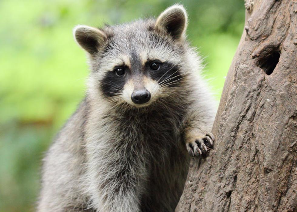 Pest Patrol Inc - Bristol, RI