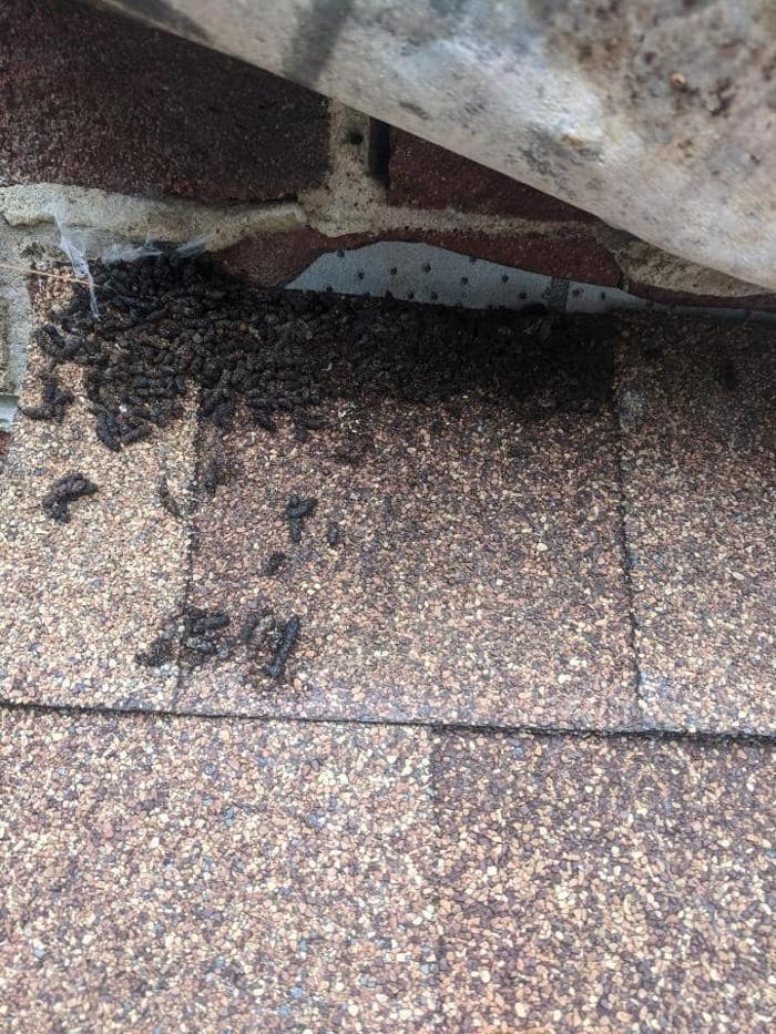 Pest Patrol Inc - Bristol, RI