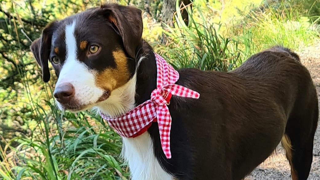 Almhunde.com in Weil