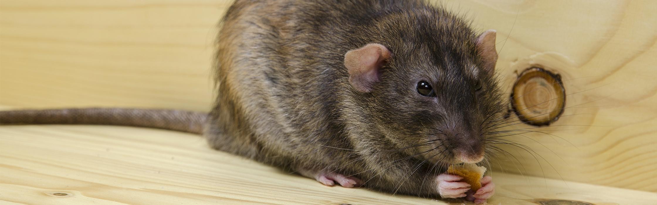 Insekten-Schutz-Kerpen, Am Rott in Kerpen