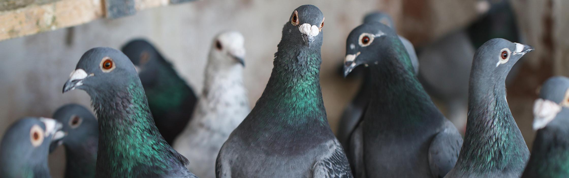 Insekten-Schutz-Kerpen, Am Rott in Kerpen