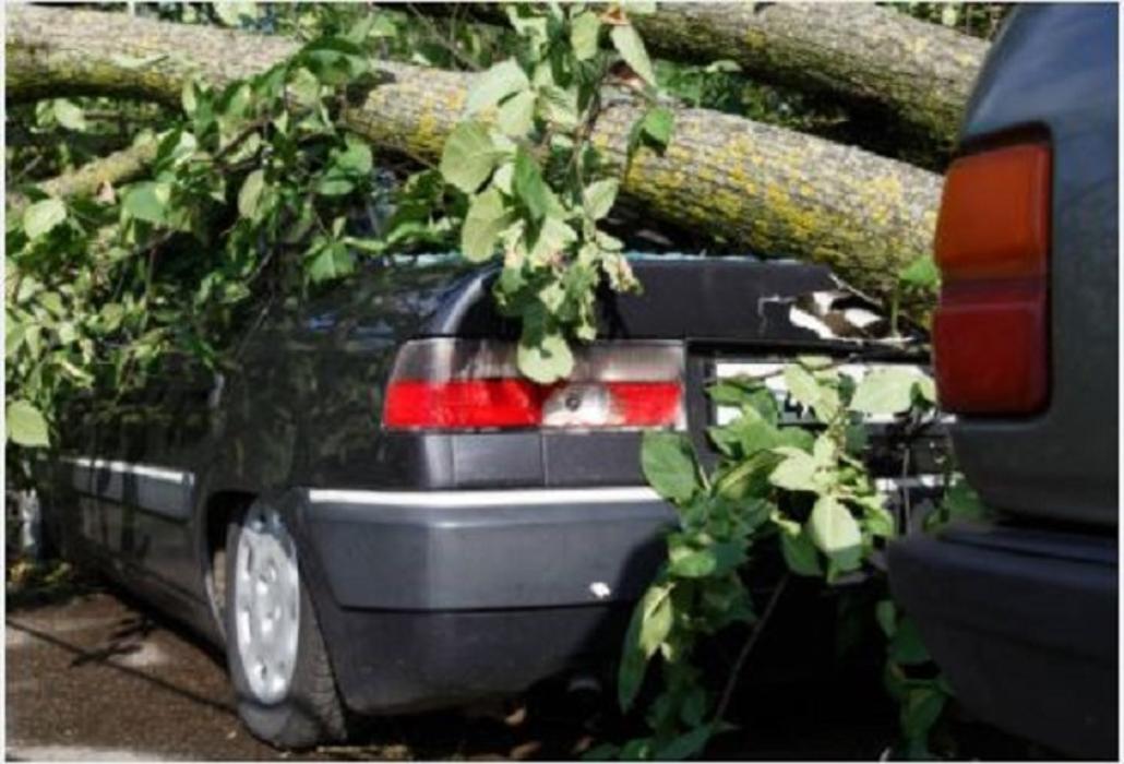 Tree Huggers LLC - Oklahoma City, OK