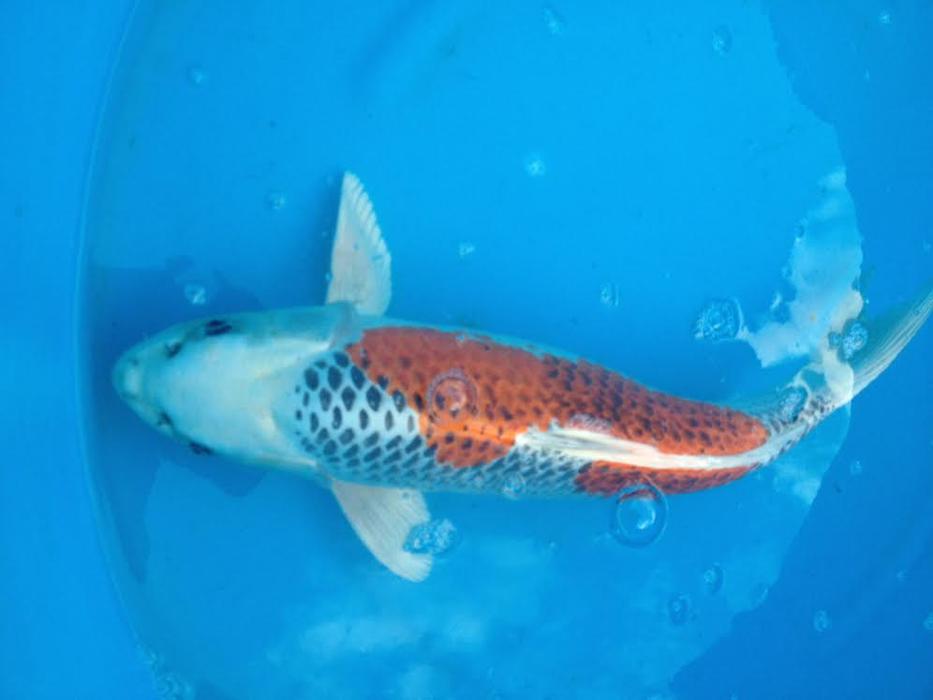 Zoowelt Bechtheim in Bechtheim