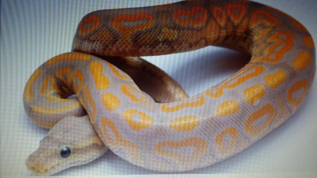 Königspythonzucht Michael Bral, Schöneberger Straße in Iserlohn