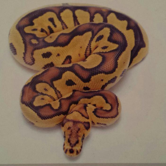 Königspythonzucht Michael Bral