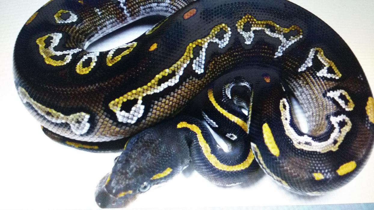 Königspythonzucht Michael Bral, Schöneberger Straße in Iserlohn