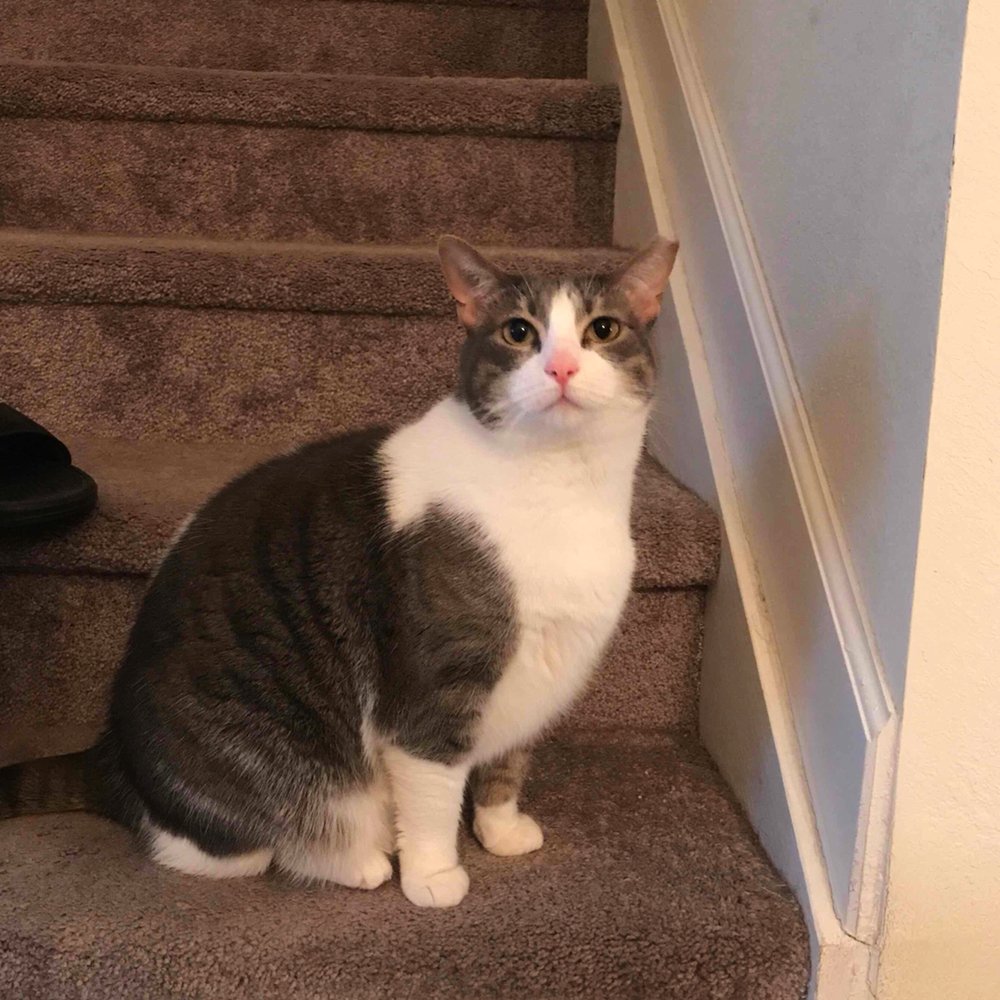 Pawfessional Sitters of Miami