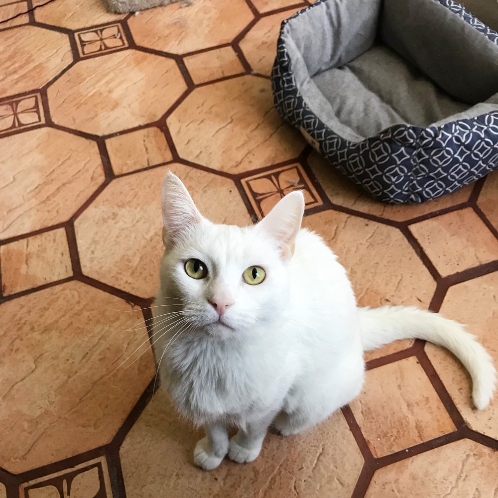 Pawfessional Sitters of Miami