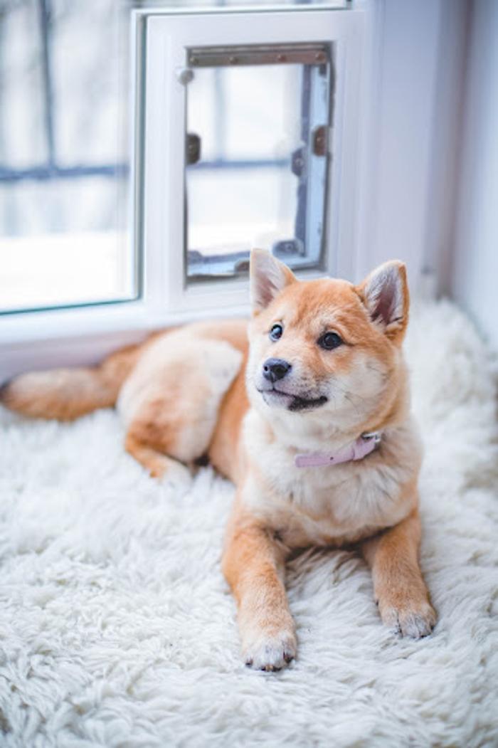 Security Boss Pet Doors - La Crosse, WI