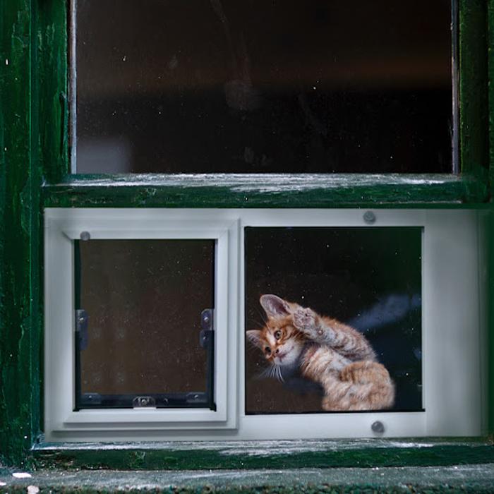 Security Boss Pet Doors - La Crosse, WI