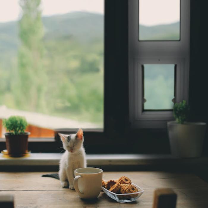 Security Boss Pet Doors - La Crosse, WI