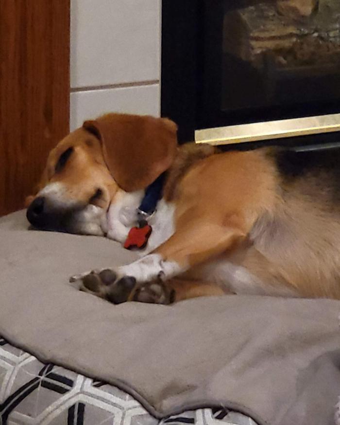 Pest Pups - Ridgedale, MO