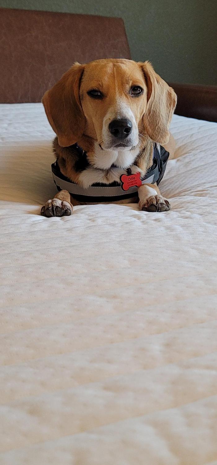 Pest Pups - Ridgedale, MO