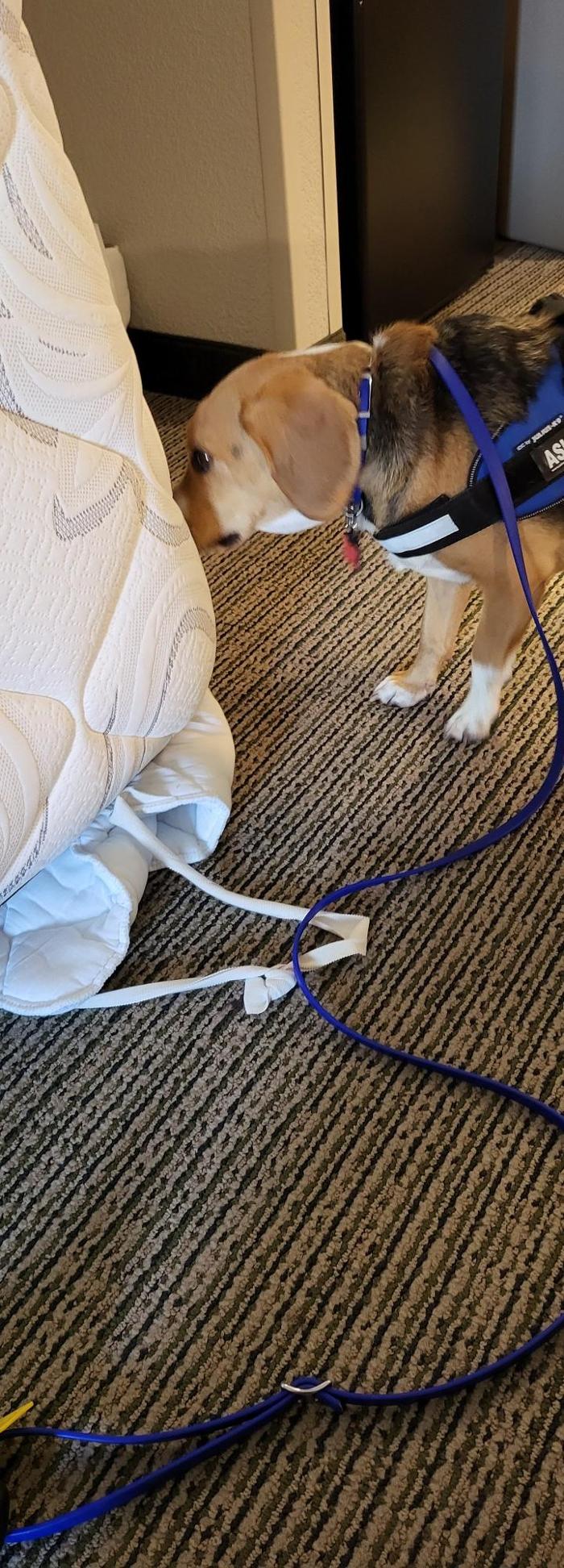 Pest Pups - Ridgedale, MO