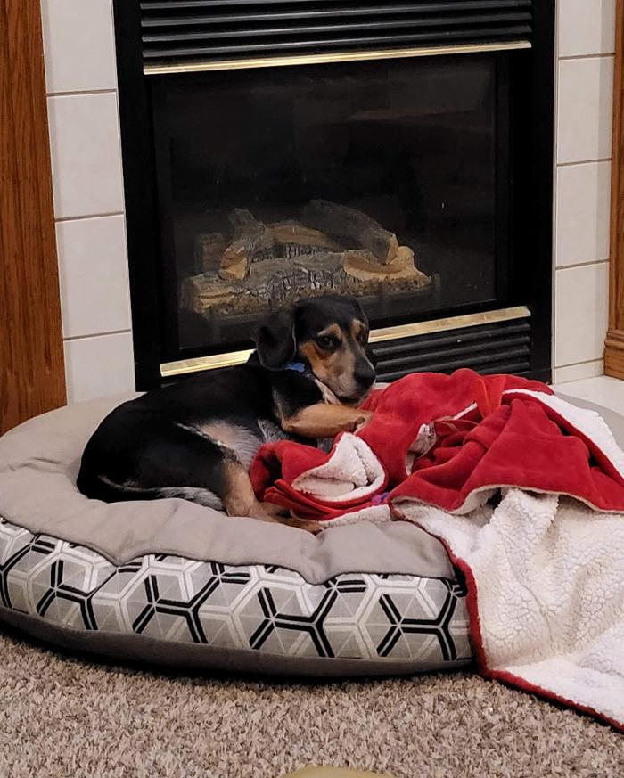 Pest Pups - Ridgedale, MO