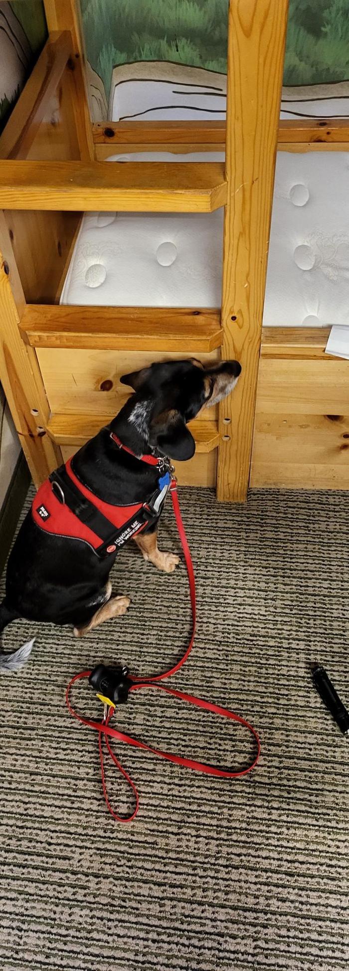 Pest Pups - Ridgedale, MO