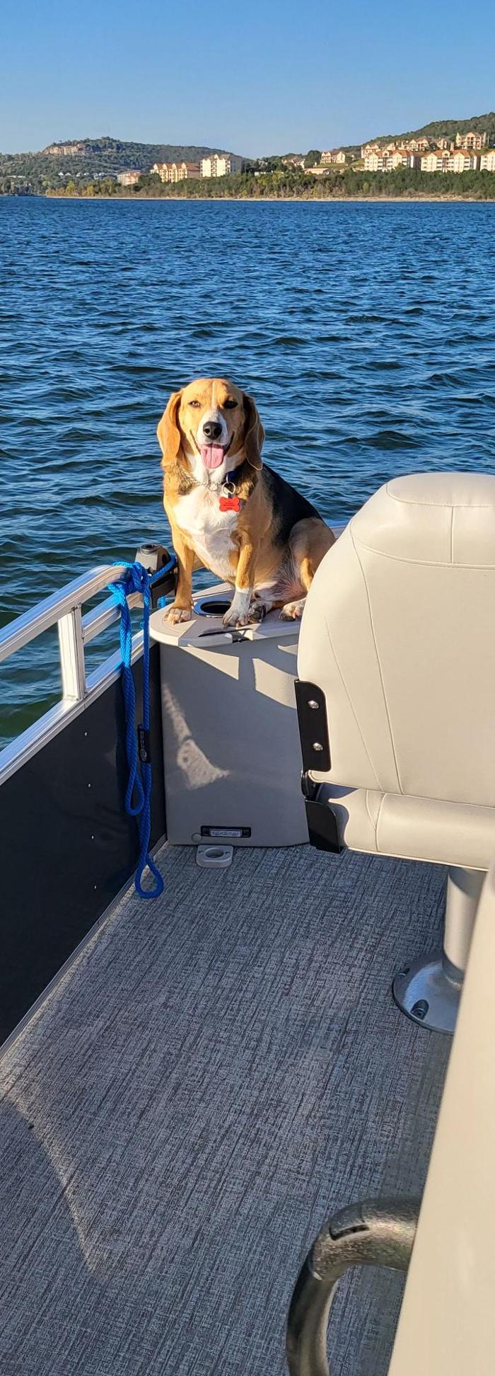 Pest Pups - Ridgedale, MO